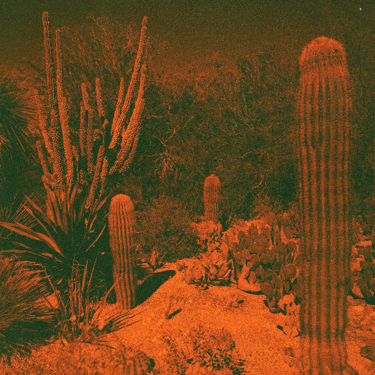Cameron & Eli Winter Knowler Anticipation (Indie Exclusive Purple Vinyl)