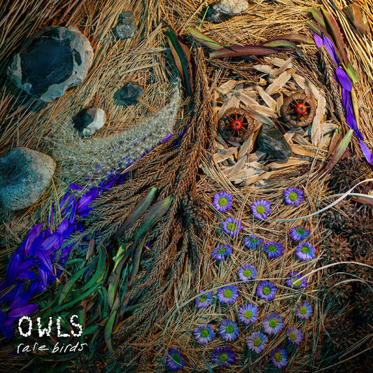 Owls Rare Birds